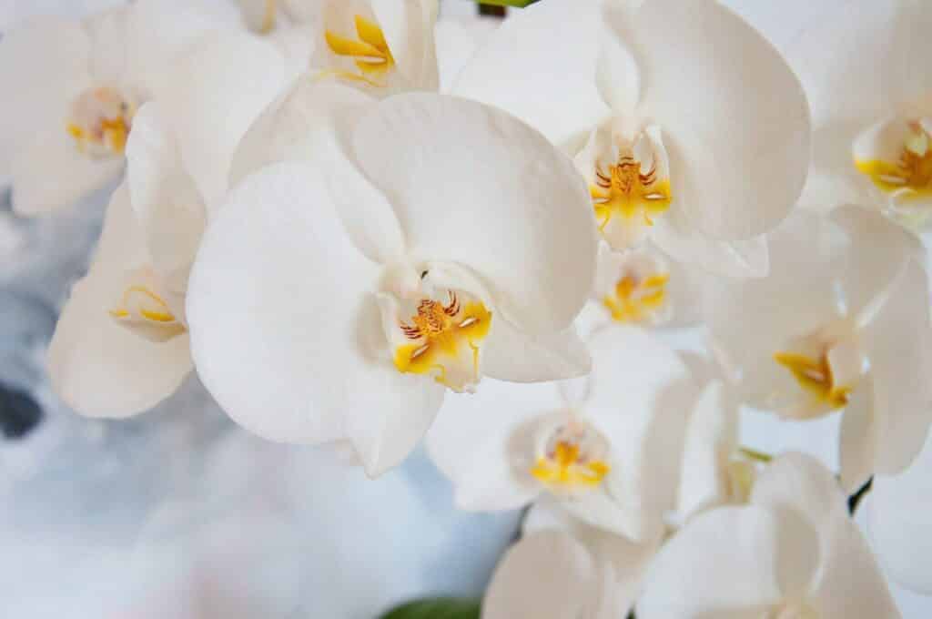 phalaenopsis orchid care