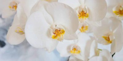 phalaenopsis orchid care