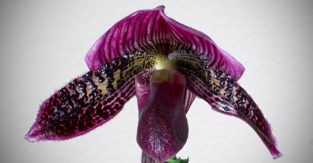 paphiopedilum care