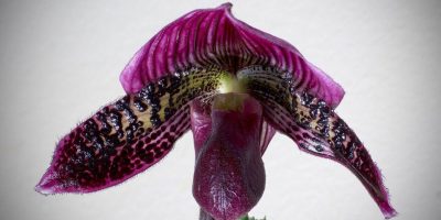 paphiopedilum care