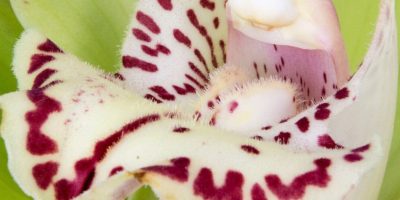 cymbidium orchid care