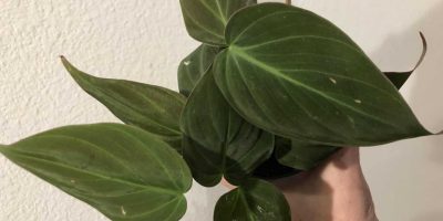 philodendron micans care