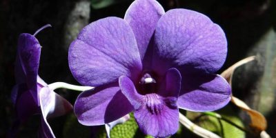 dendrobium orchid care