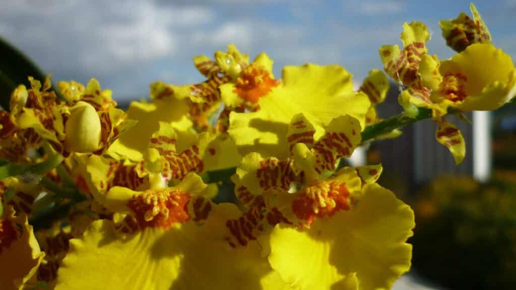 oncidium orchid care