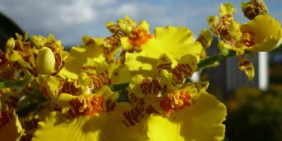 oncidium orchid care