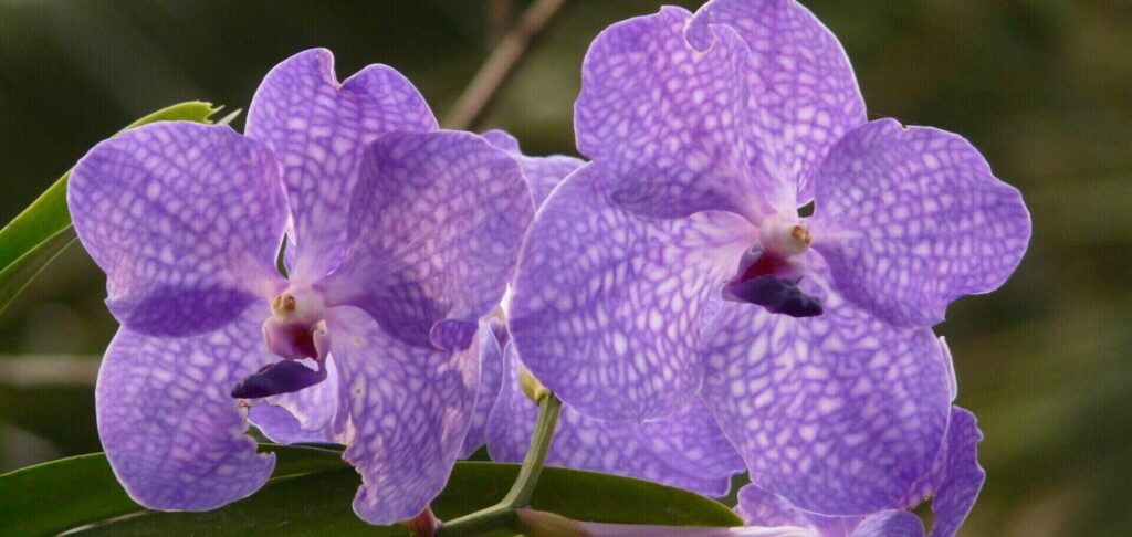 vanda orchid care