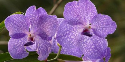 vanda orchid care