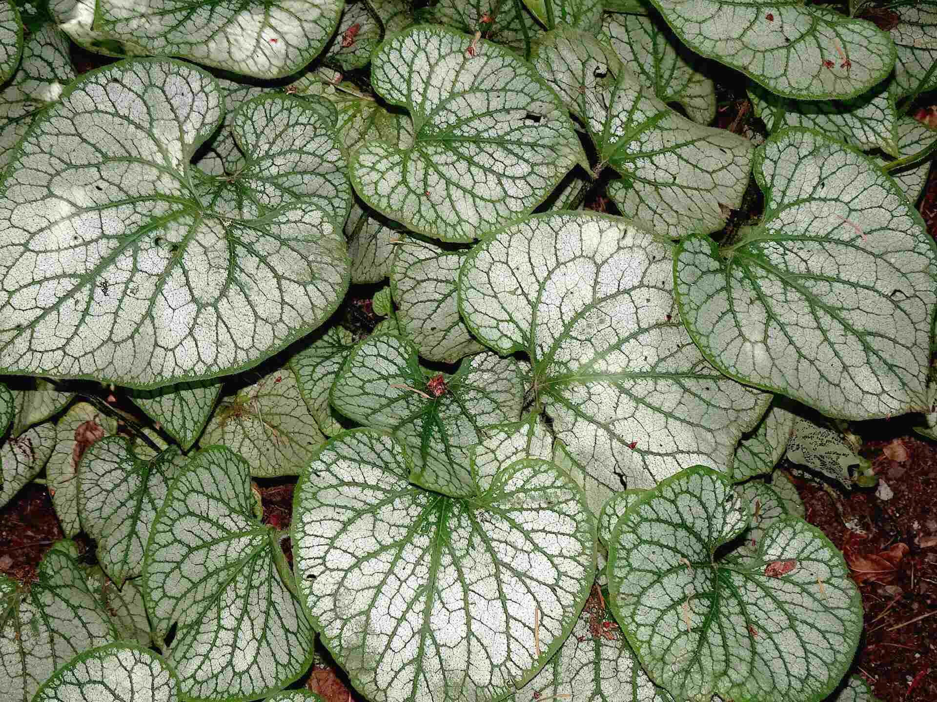 18 Peperomia Varieties You Can Easily Grow Indoors