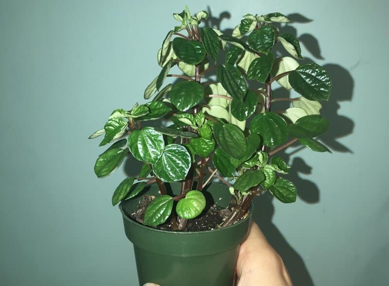 peperomia japonica