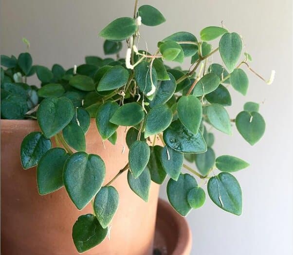 peperomia perciliata