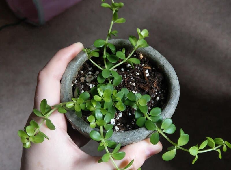 isabella peperomia