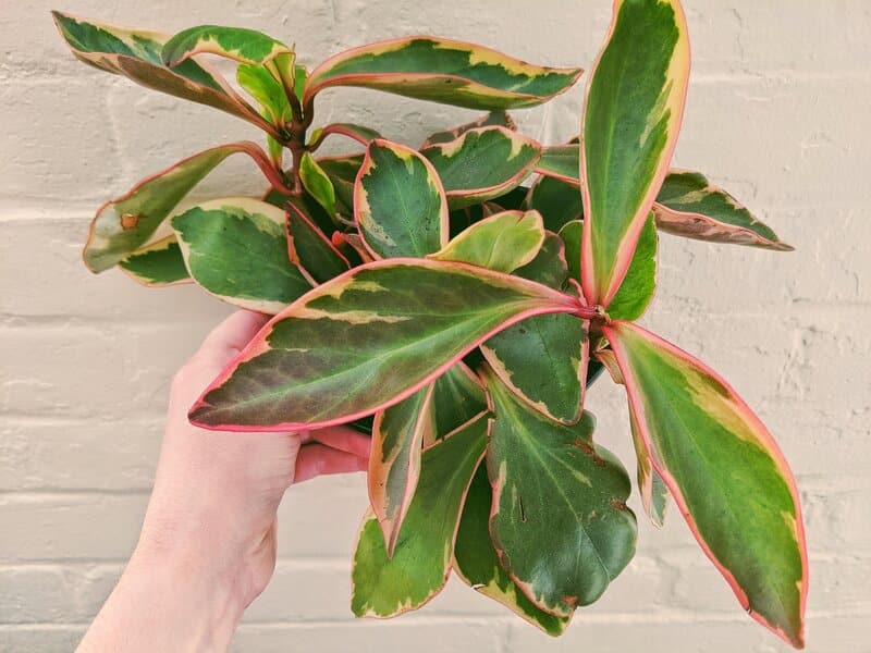 jelly peperomia