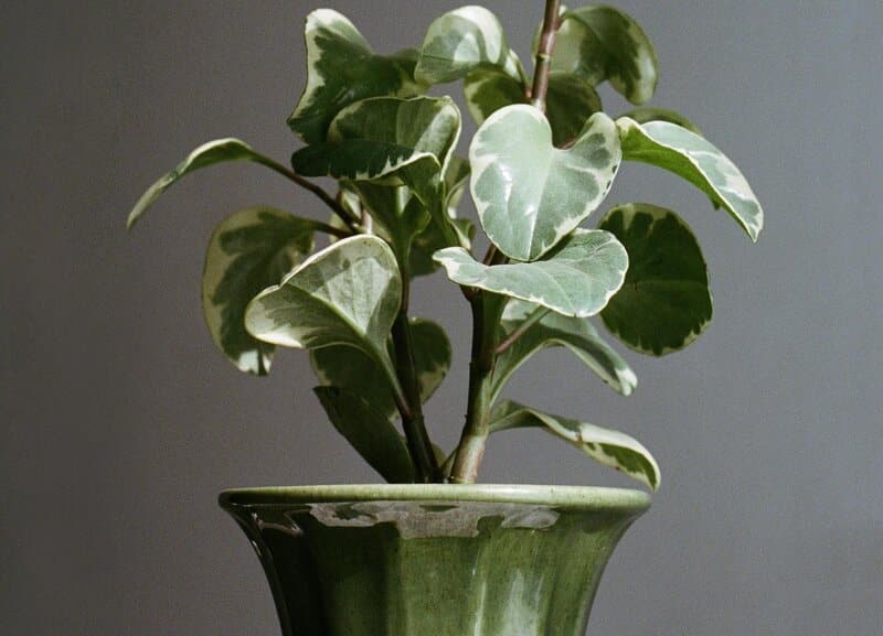 golden gate peperomia