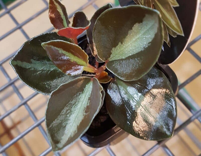 Columbian peperomia