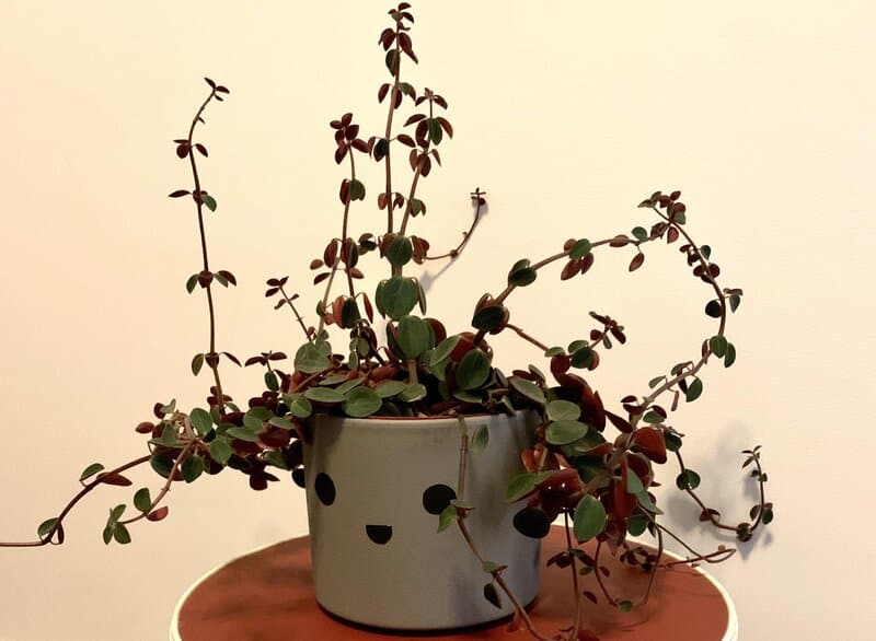 belly button peperomia