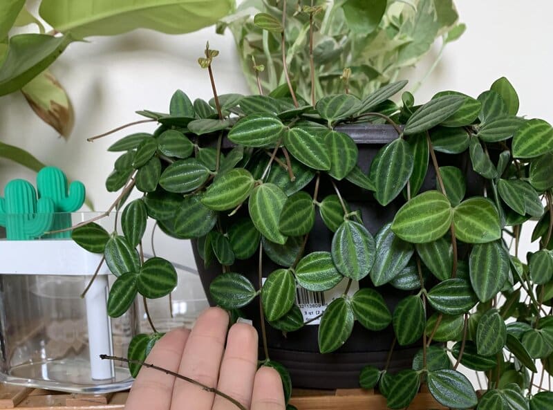 beetle peperomia