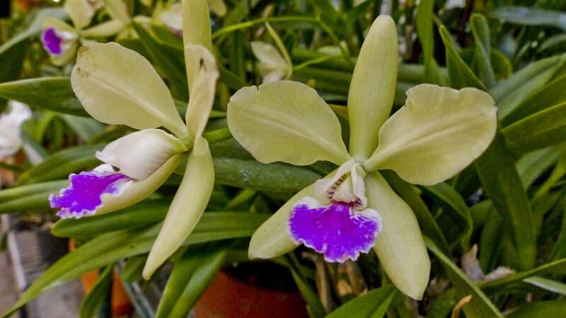 cattleya orchid blooming