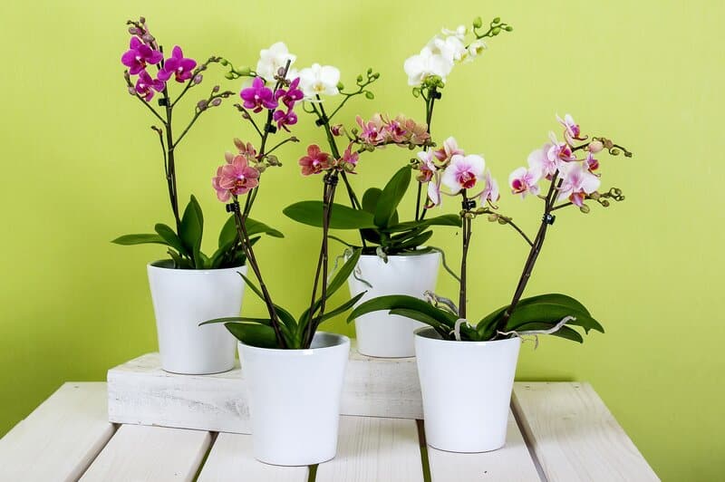 phalaenopsis orchid pots