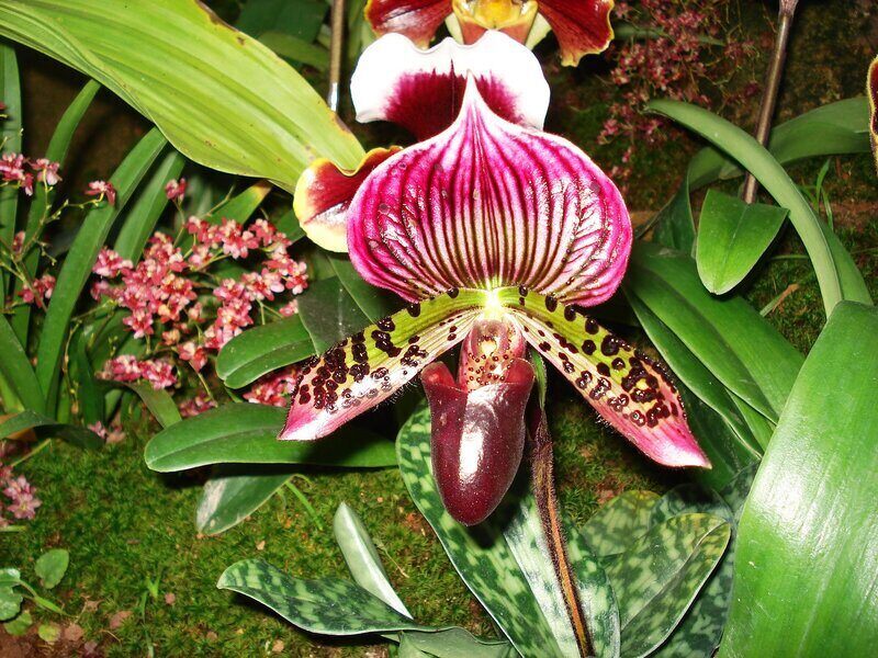 paphiopedilum sunlight requirements