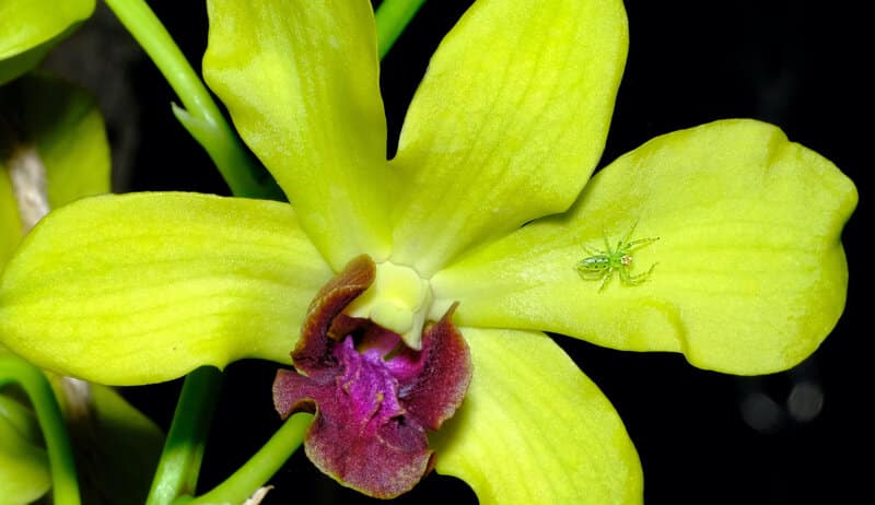 dendorbium common problems