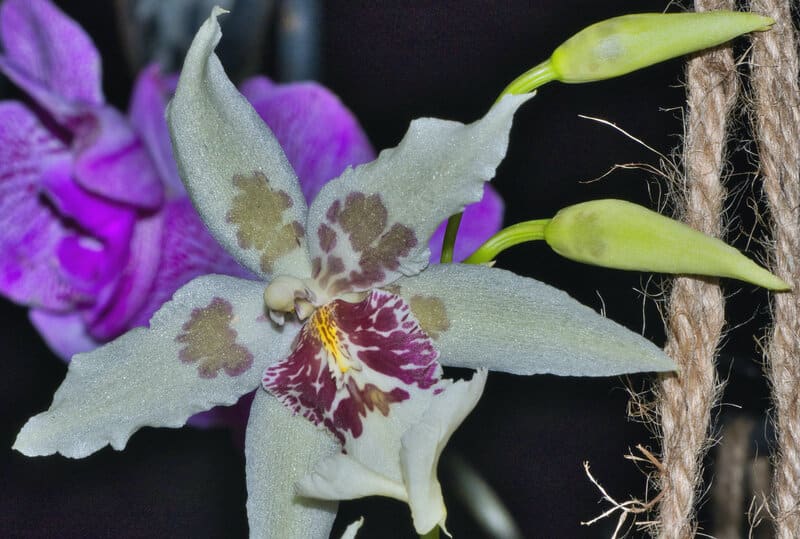 oncidium orchid propagation