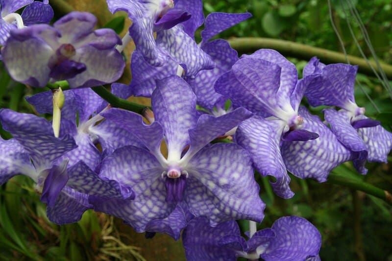 vanda orchid blooming