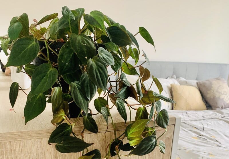 philodendron micans temperature requirements