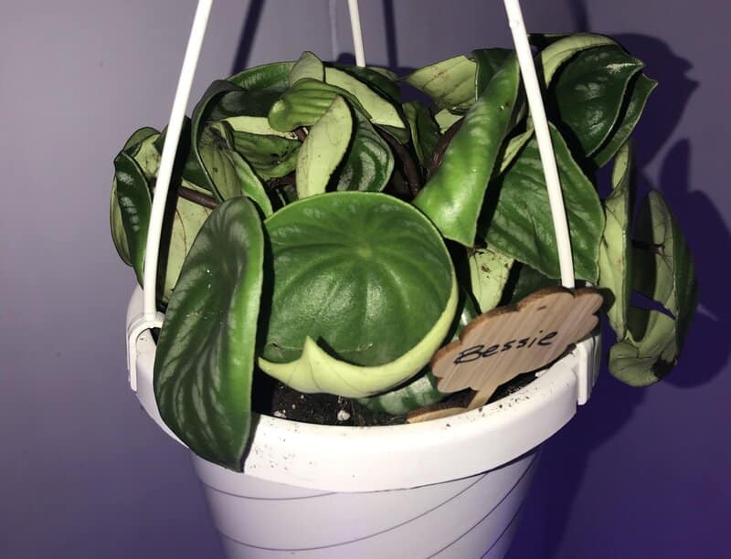 watermelon peperomia