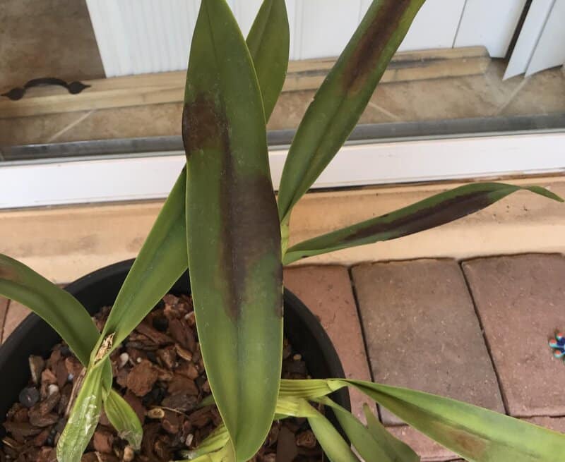cattleya orchid brown leaves