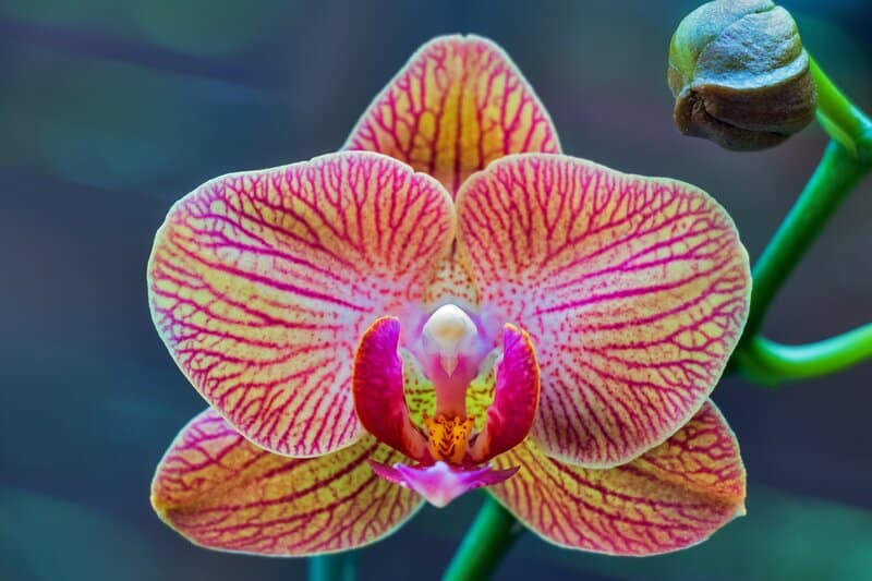phalaenopsis orchid appearance