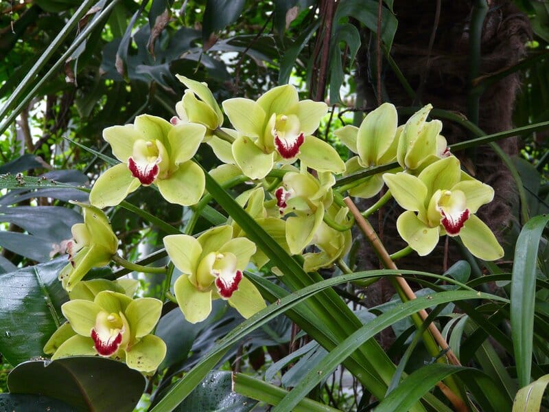 Cymbidium orchid sunlight requirements