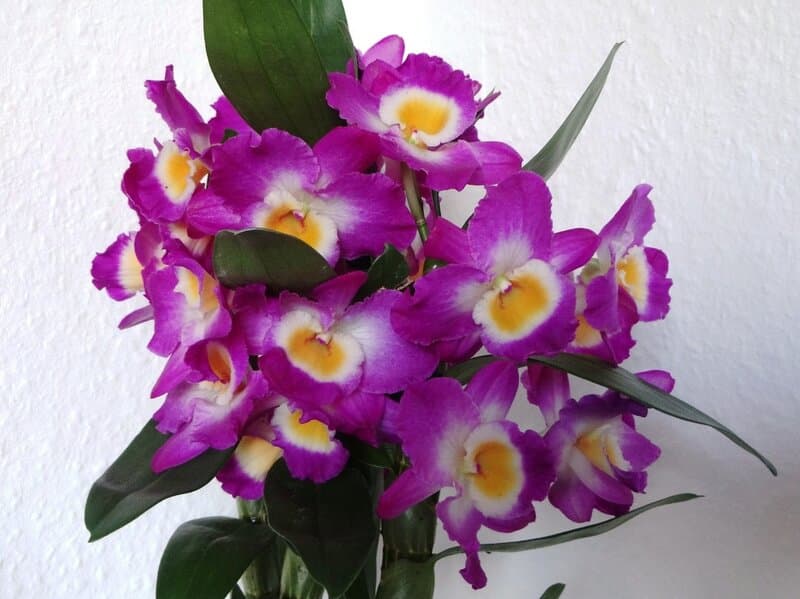 dendrobium orchid flowers