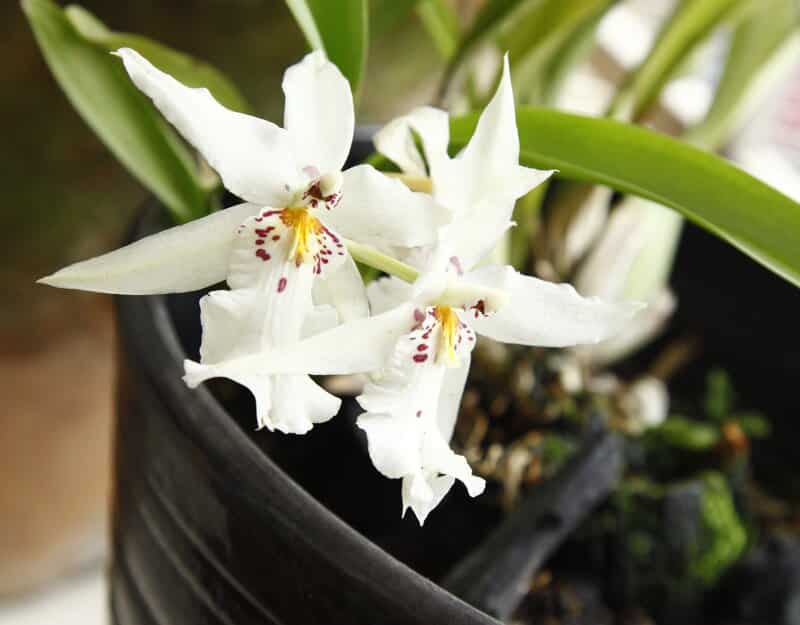 Oncidium pot