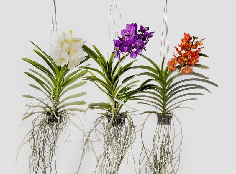 hanging vanda orchids