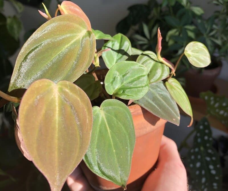 philodendron micans light requirements