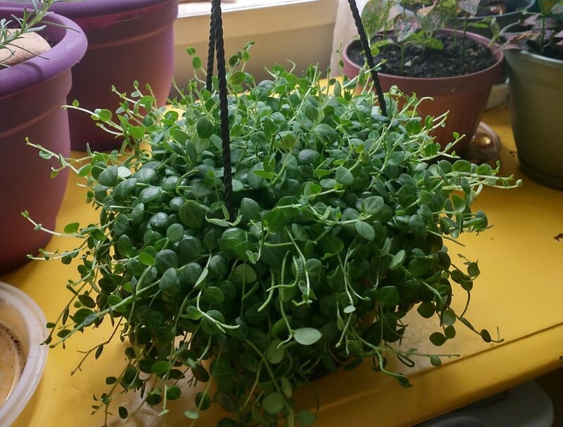 peperomia prostrata
