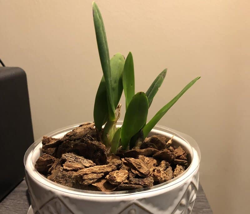 cattleya orchid pot