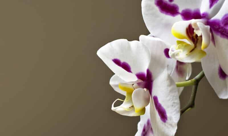 phalaenopsis orchid blooming