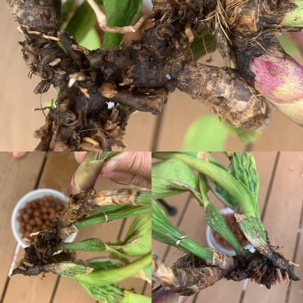 paphiopedilum root rot