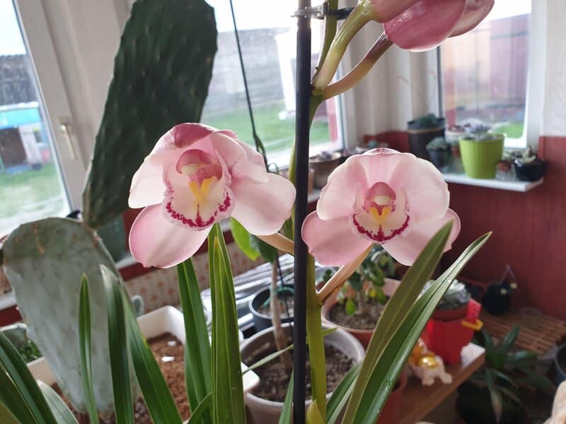 cymbidium orchid fertilizing