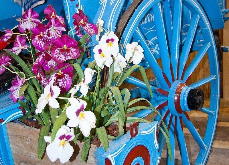 dendrobium orchid repotting