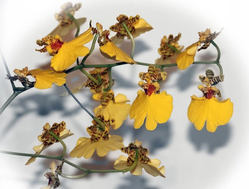 oncidium orchid appearance