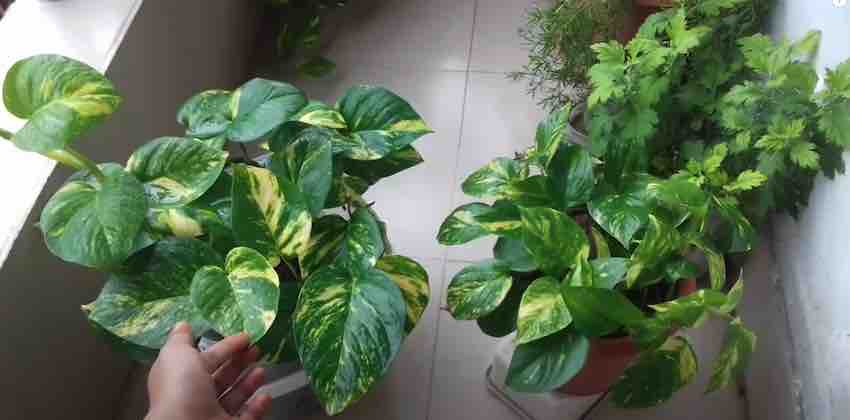 4 common reasons for PothosPothos leaves turning brown