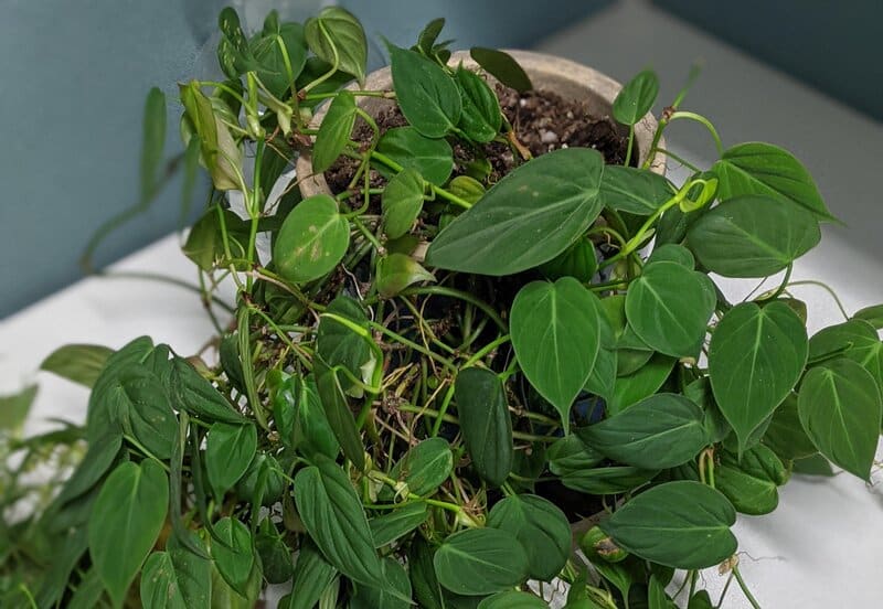 philodendron micans repotting