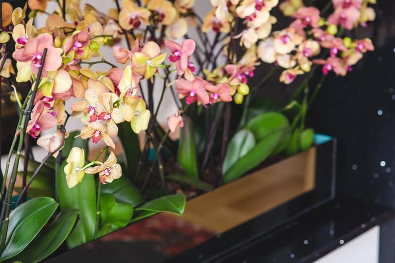oncidium orchid watering
