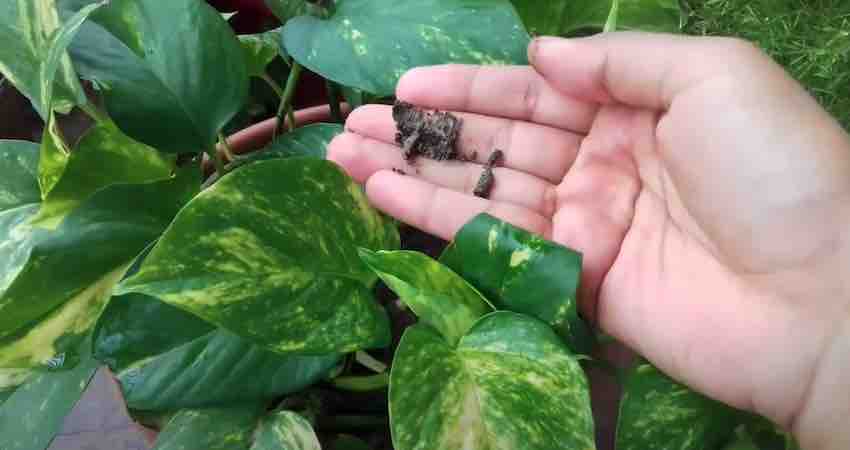 5 ways to Fix and Stop Pothos Leaves