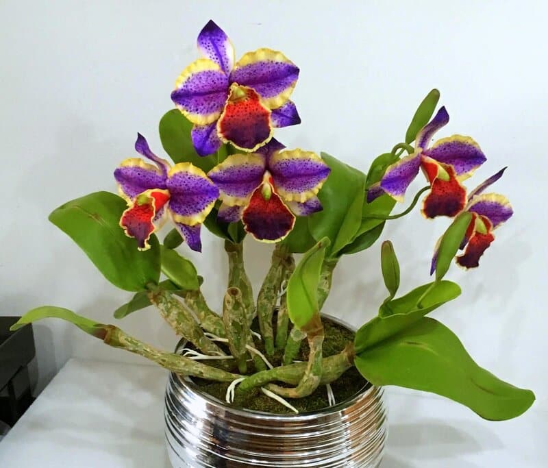 cattleya orchid watering
