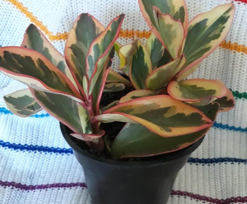 rainbow peperomia