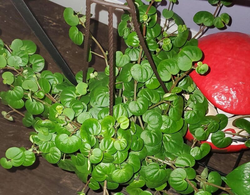peperomia serpens