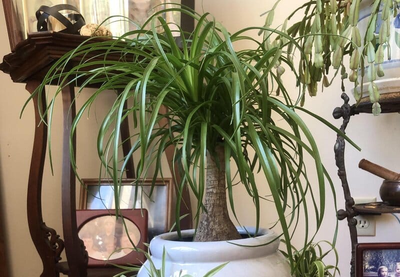 ponytail palm indoors